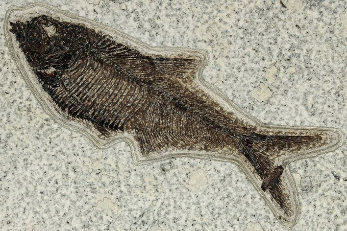 Detailed Fossil Fish (Diplomystus) - Wyoming #327850